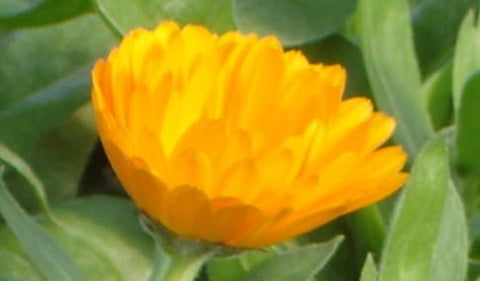 Calendula Nova