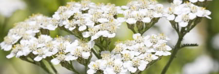 Yarrow