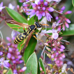 Asian Paper Wasp