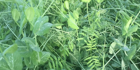 Autumn Manure Fix