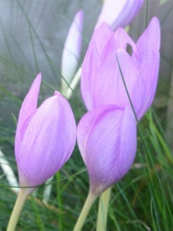 Crocusses