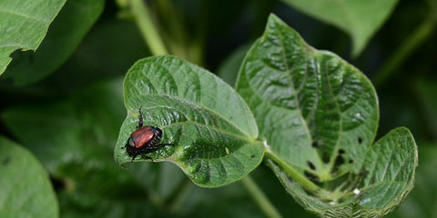 Beetles on Leaves
