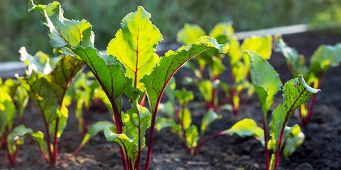 Beetroot Seedlings