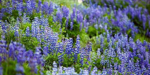 Blue Lupin