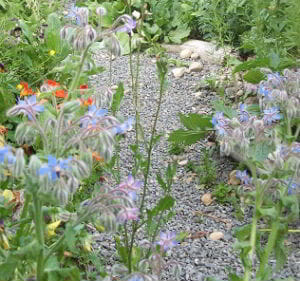 Borage Flower