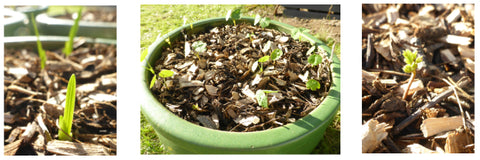 Bulbs and seedlings