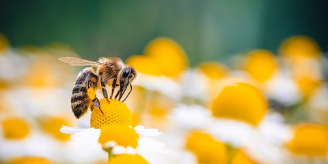 Bee on Flower