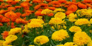 Calendula