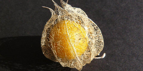 Cape Gooseberry