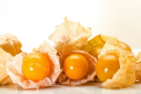 Cape Gooseberry Harvest