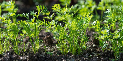 Carrot Seedlings