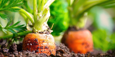 Carrots in soil