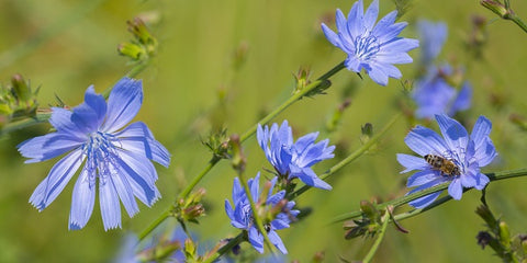 Chicory Flowers