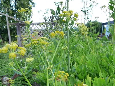 Chinese Angelica