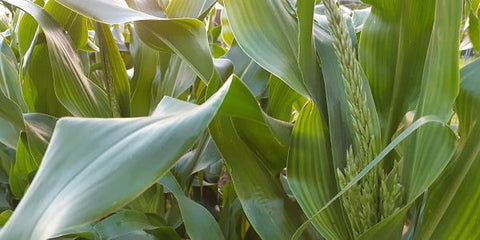 Corn ears