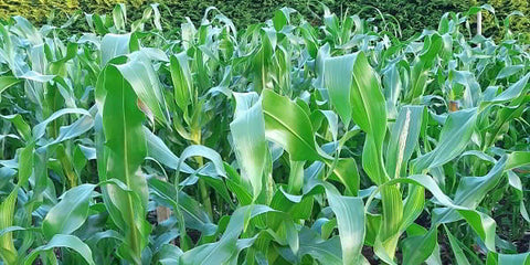 Corn Patch