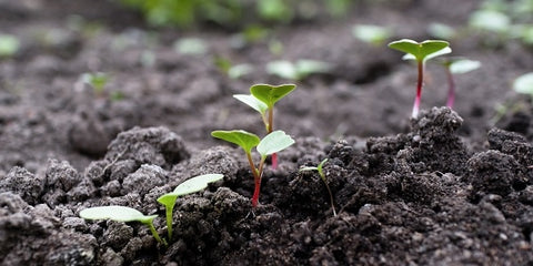 Daikon Seedlings