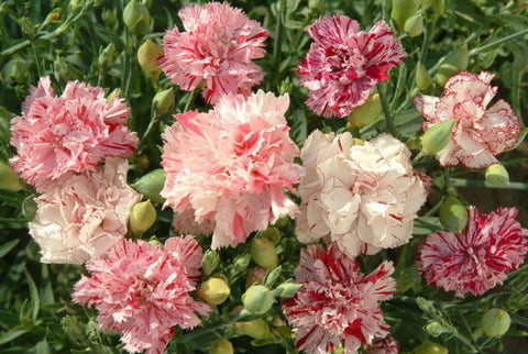 Dianthus