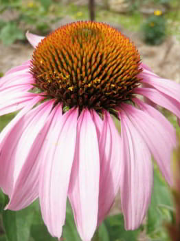 Echinacea Cone Flower