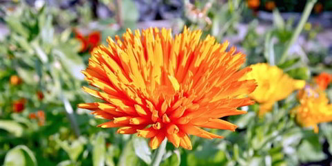 Calendula