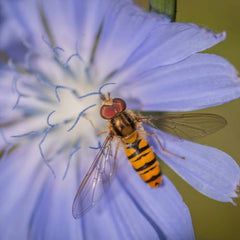 HoverFly