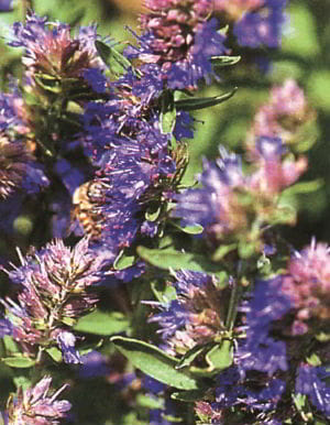 Hyssop Flower