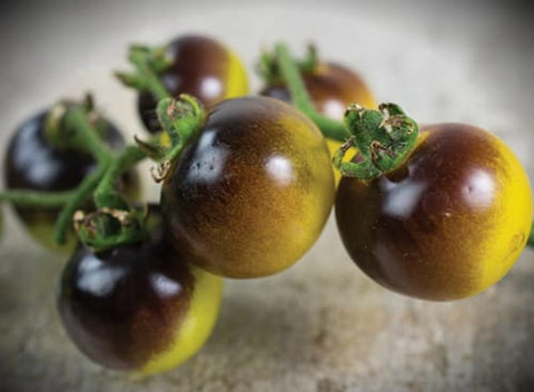 Tomato Indigo Berries