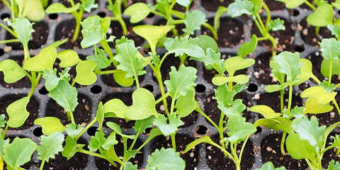 Kale seedlings