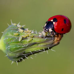 Lady bug