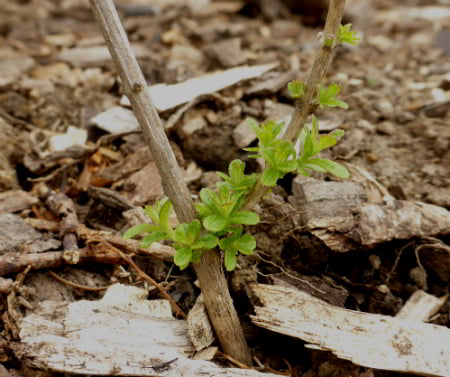 Lemon Verbena