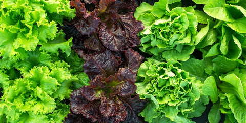 Lettuce varieties