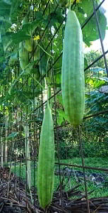 Luffa