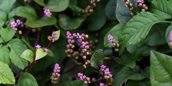 Malabar Spinach Vine