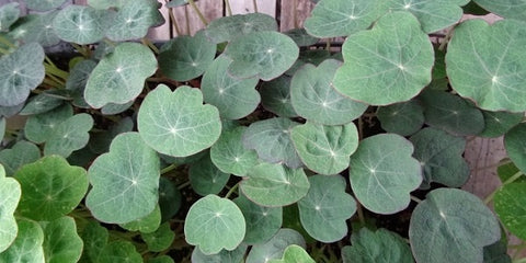 Nasturtium Leaves