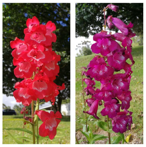 Penstemon