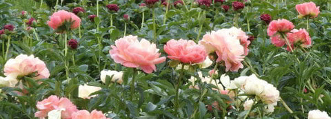 Peony Poppies