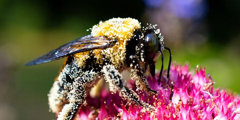 Bee Collecting Pollen