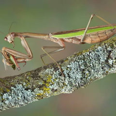 Praying Mantis