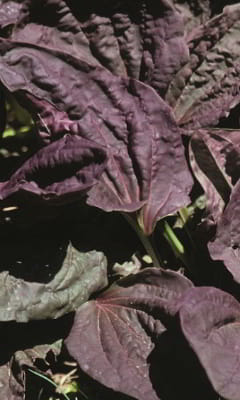 Purple Plantain