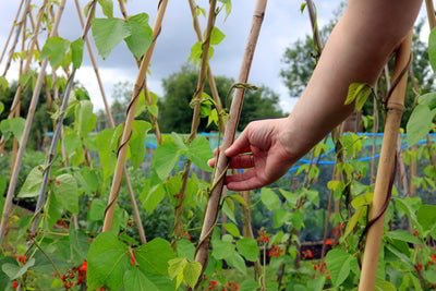 Runner bean trellis