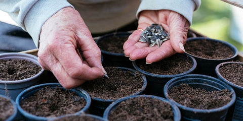 Sowing Sunflower Seed