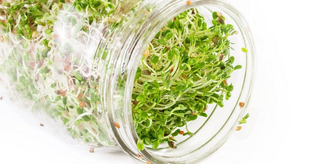 Sprouts in a jar