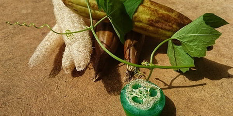 Stages of Luffa