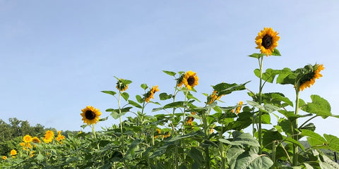 Tall Sunflowers