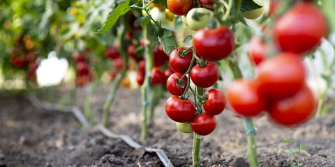 Tomato Plants