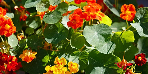 Trailing Nasturtiums