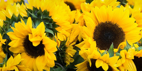 Uniform sunflowers