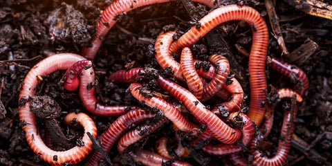 Worms