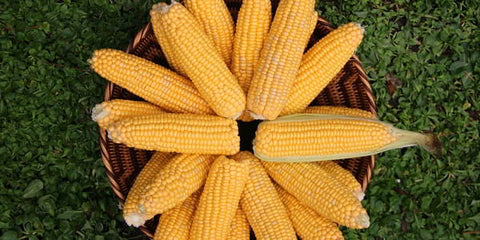 Bowl of corn