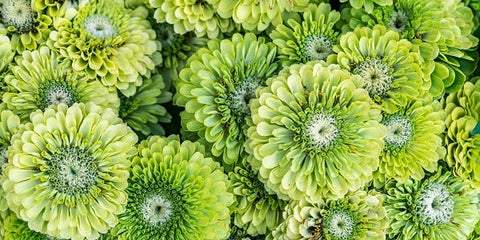 Zinnia Lime Green